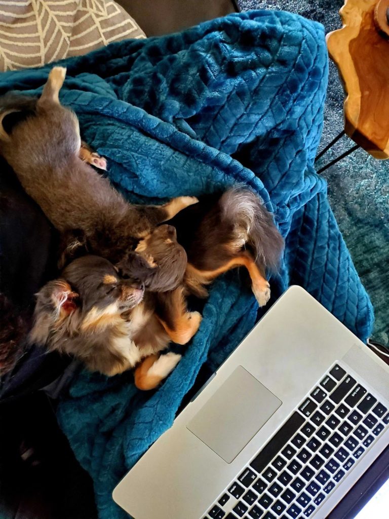 two dogs cuddling by laptop
