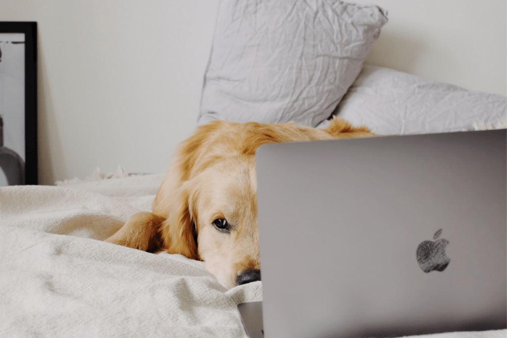 Dog laying in bed with laptop