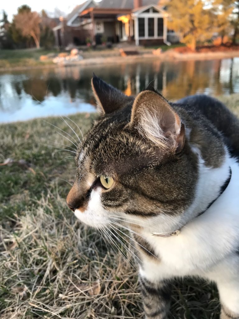 Niko in front of a pond