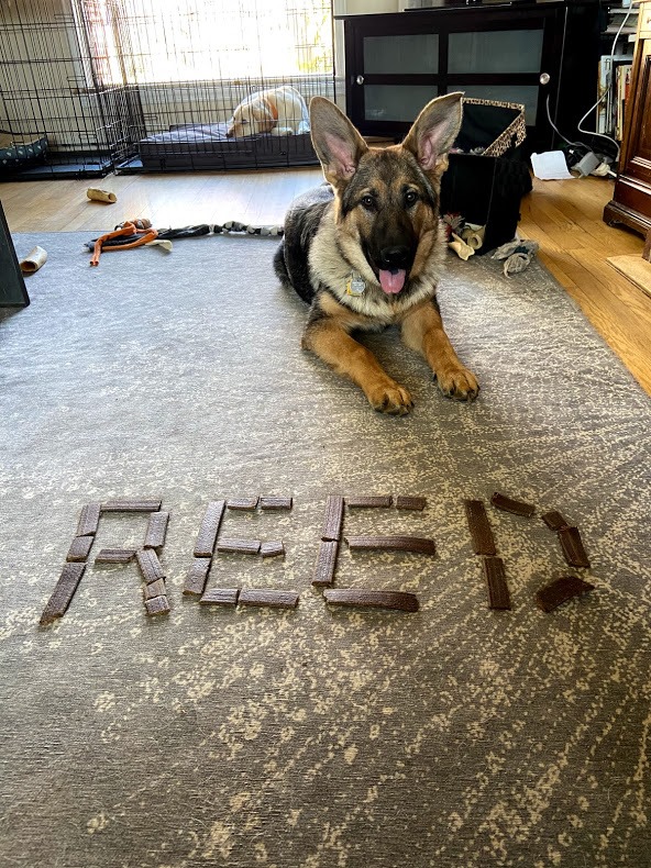 Dogs treats in front of reed